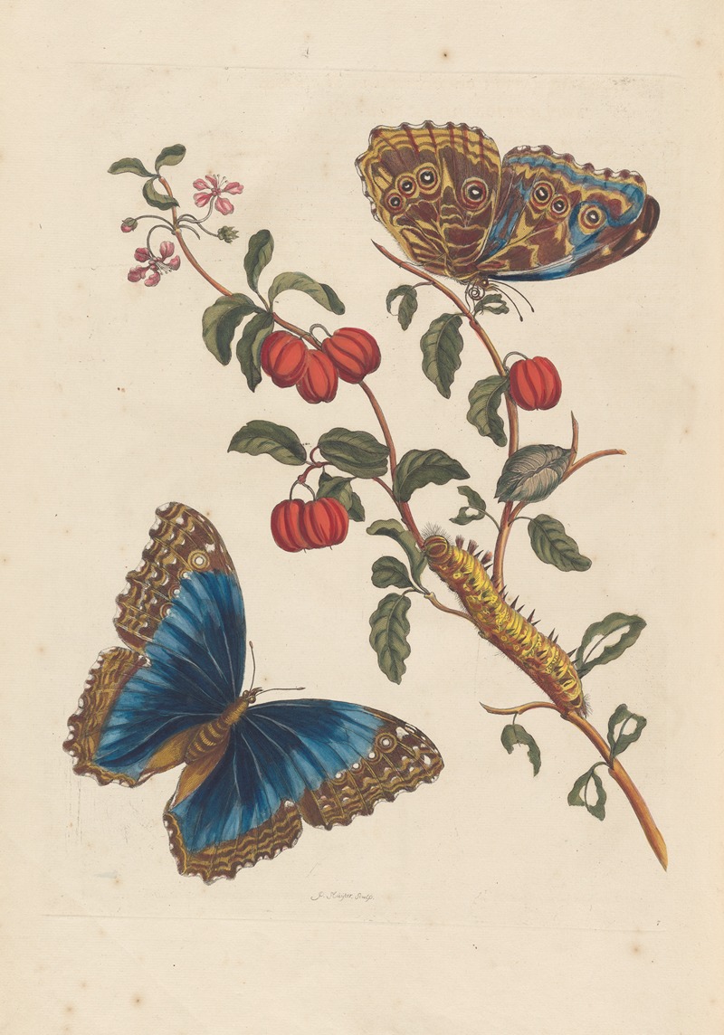 Dissertation sur la generation et les transformations des insectes de Surinam Pl.18 — Maria Sibylla Merian