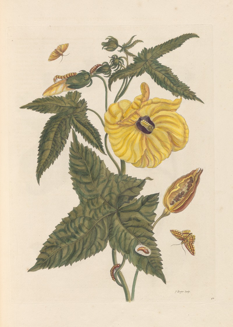 Dissertation sur la generation et les transformations des insectes de Surinam Pl.20 — Maria Sibylla Merian