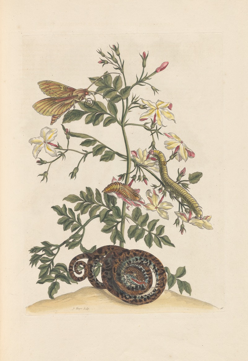 Dissertation sur la generation et les transformations des insectes de Surinam Pl.22 — Maria Sibylla Merian