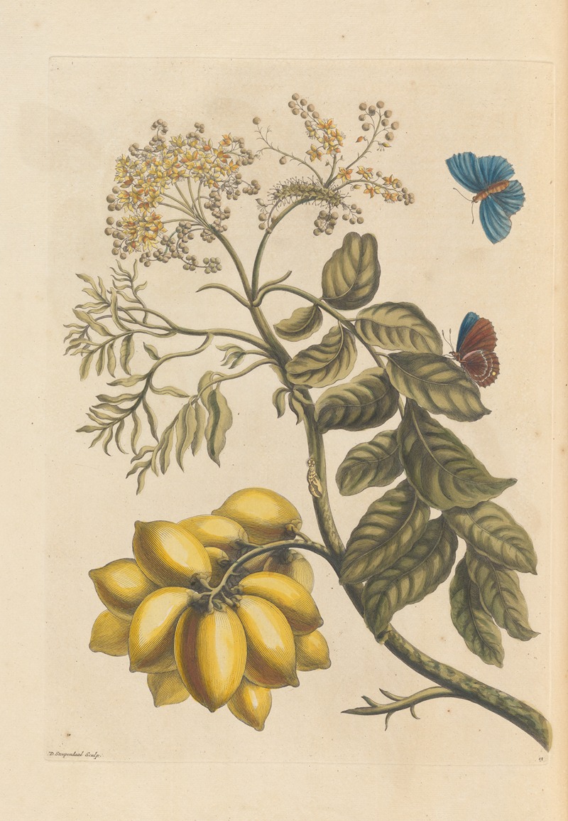 Dissertation sur la generation et les transformations des insectes de Surinam Pl.24 — Maria Sibylla Merian