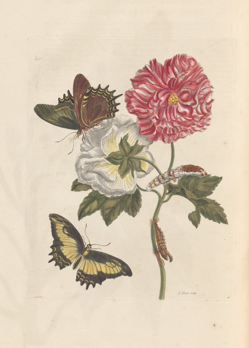 Dissertation sur la generation et les transformations des insectes de Surinam Pl.25 — Maria Sibylla Merian