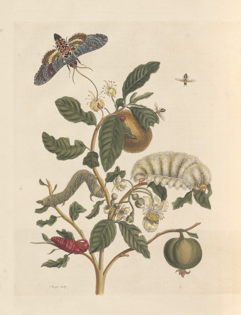 Dissertation sur la generation et les transformations des insectes de Surinam Pl.26 — Maria Sibylla Merian