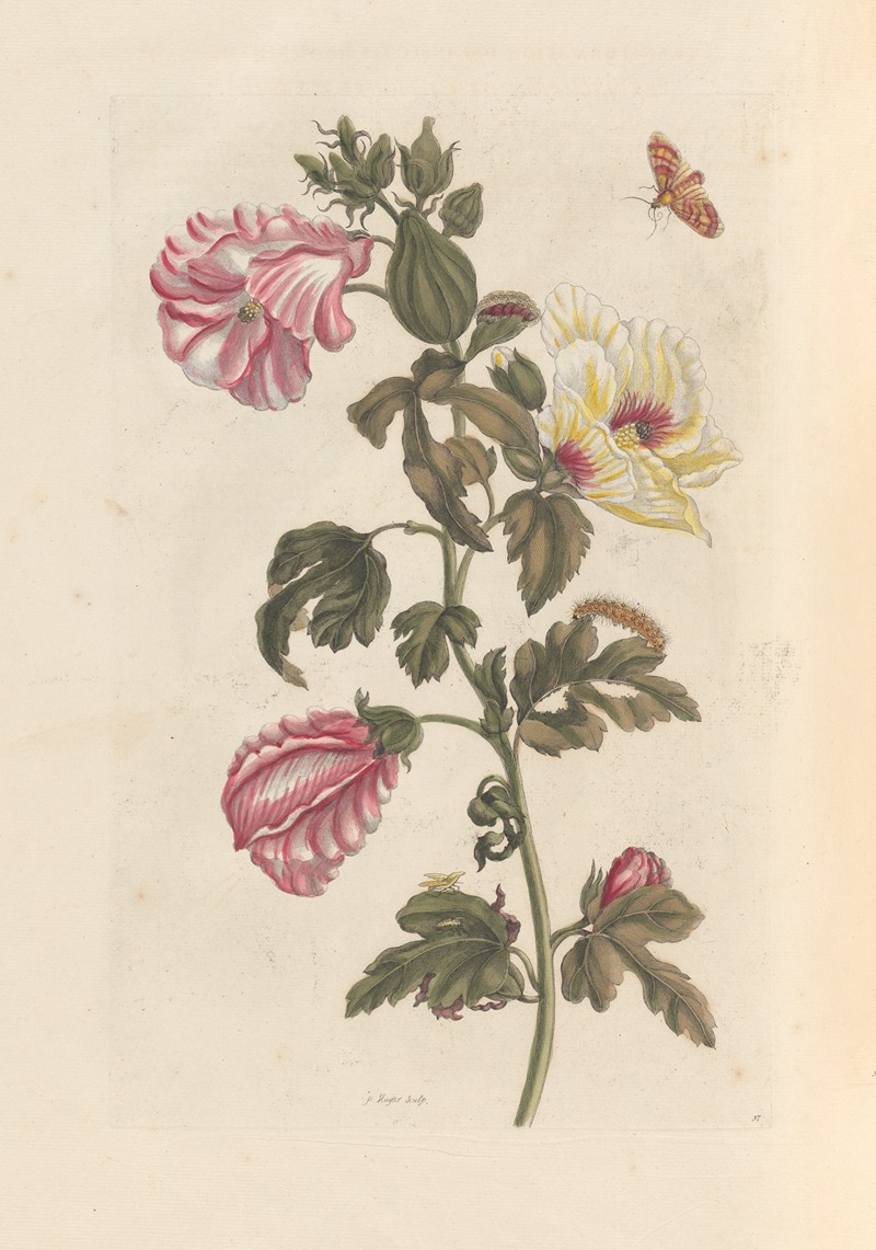 Dissertation sur la generation et les transformations des insectes de Surinam Pl.27 — Maria Sibylla Merian