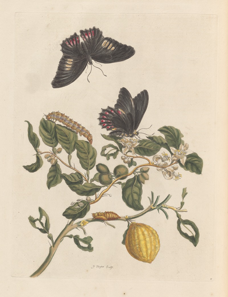Dissertation sur la generation et les transformations des insectes de Surinam Pl.31 — Maria Sibylla Merian