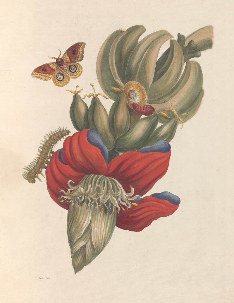 Dissertation sur la generation et les transformations des insectes de Surinam Pl.32 — Maria Sibylla Merian