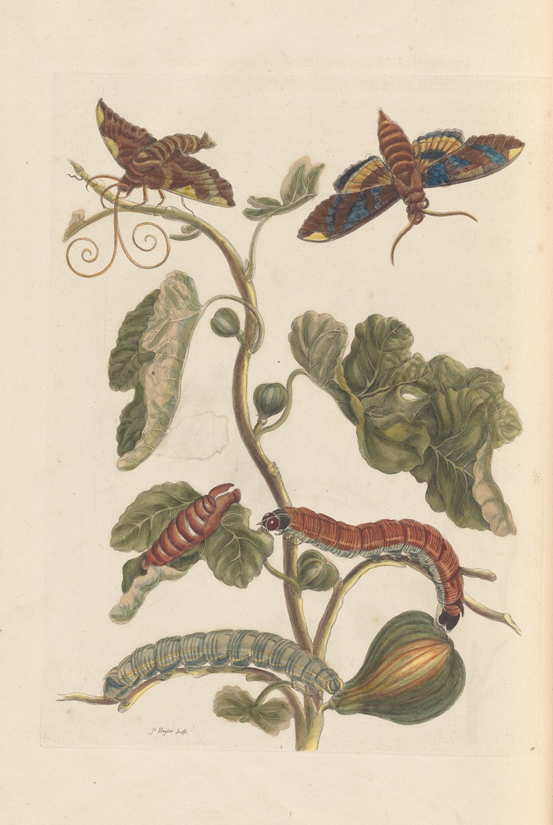 Dissertation sur la generation et les transformations des insectes de Surinam Pl.34 — Maria Sibylla Merian
