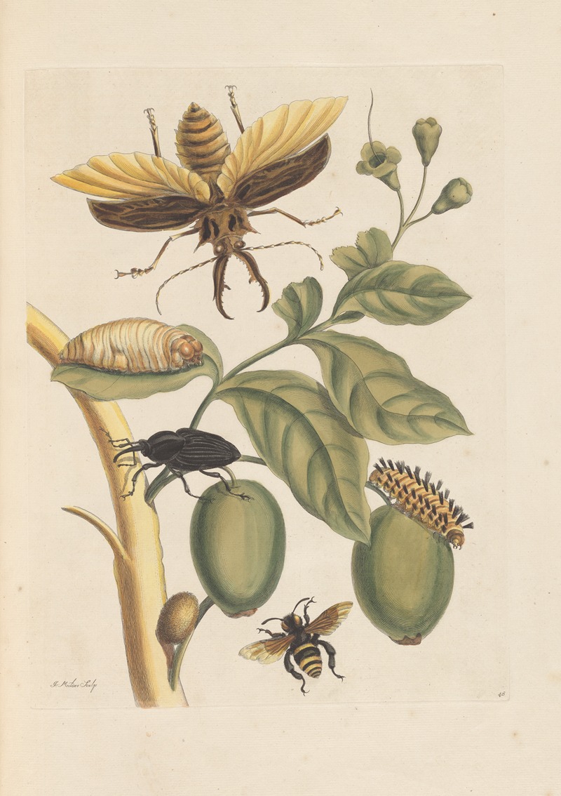 Dissertation sur la generation et les transformations des insectes de Surinam Pl.35 — Maria Sibylla Merian