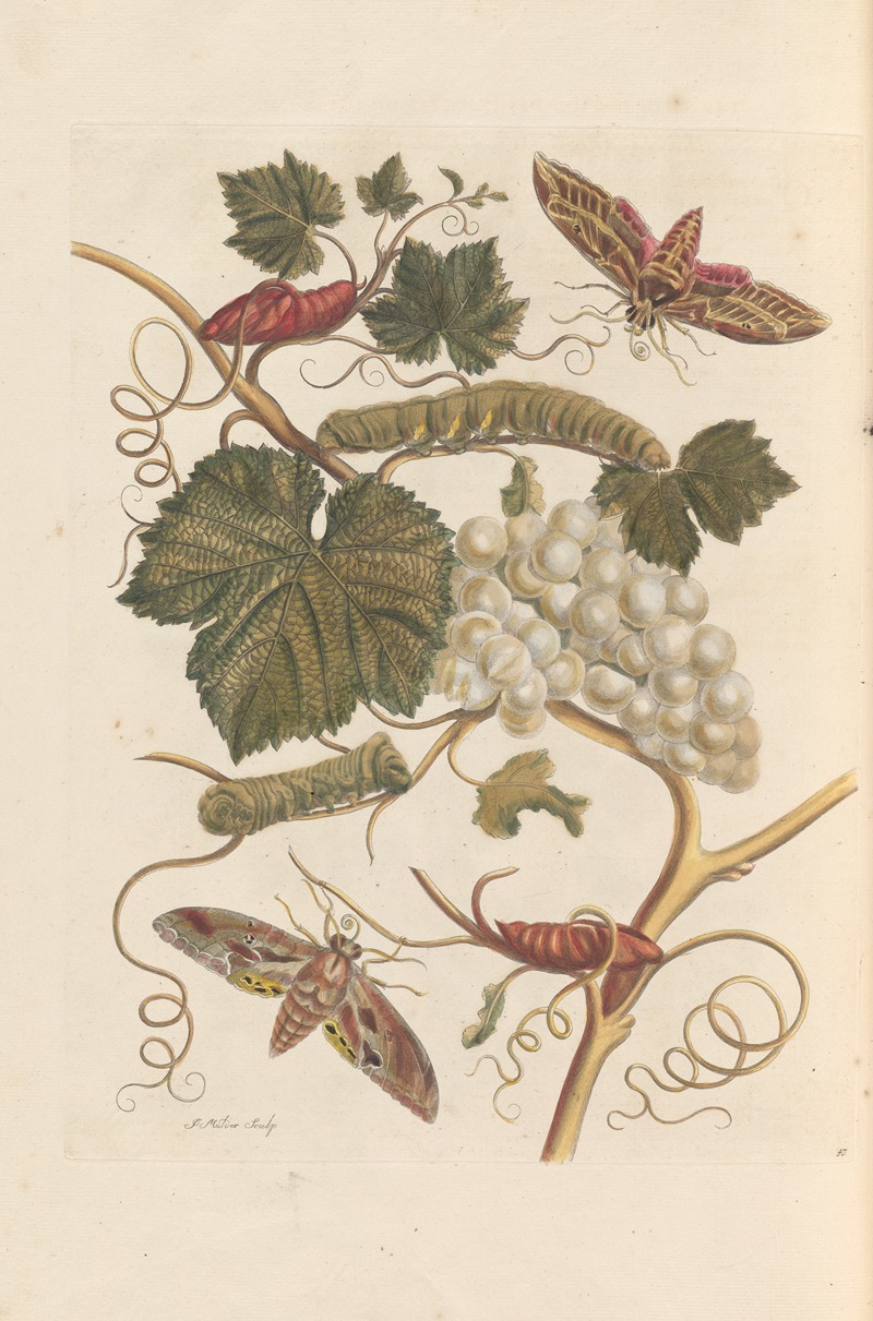 Dissertation sur la generation et les transformations des insectes de Surinam Pl.37 — Мария Сибилла Мериан
