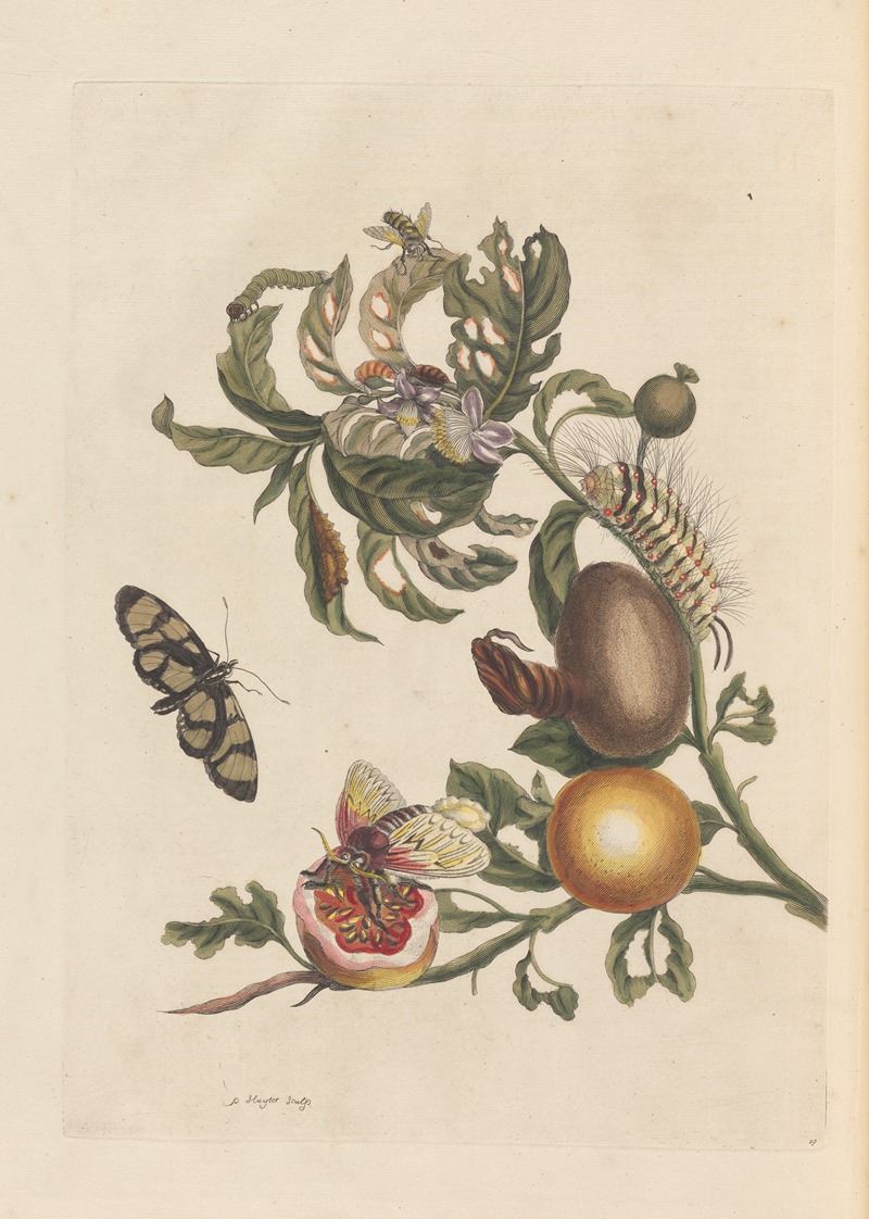 Dissertation sur la generation et les transformations des insectes de Surinam Pl.38 — Maria Sibylla Merian