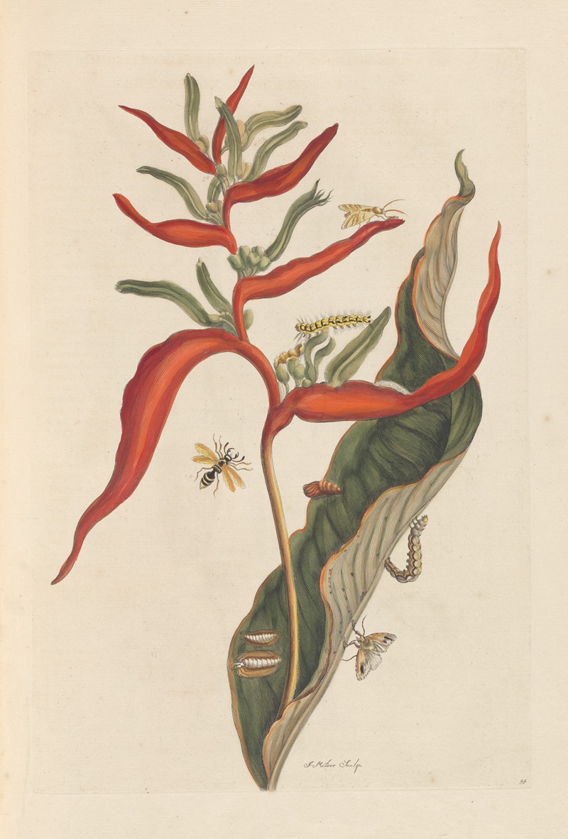 Dissertation sur la generation et les transformations des insectes de Surinam Pl.39 — Maria Sibylla Merian