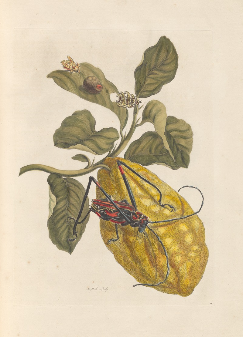 Dissertation sur la generation et les transformations des insectes de Surinam Pl.40 — Maria Sibylla Merian