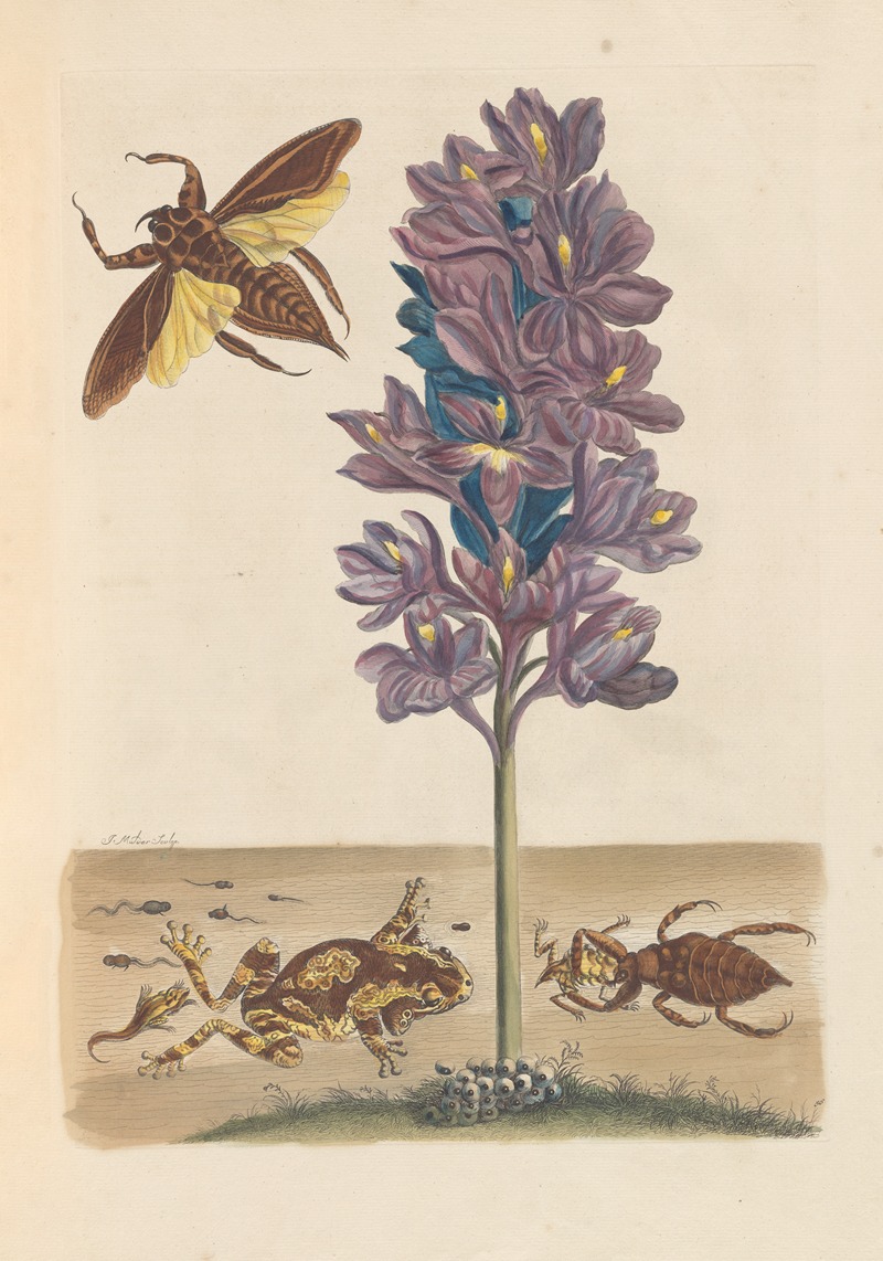 Dissertation sur la generation et les transformations des insectes de Surinam Pl.41 — Maria Sibylla Merian