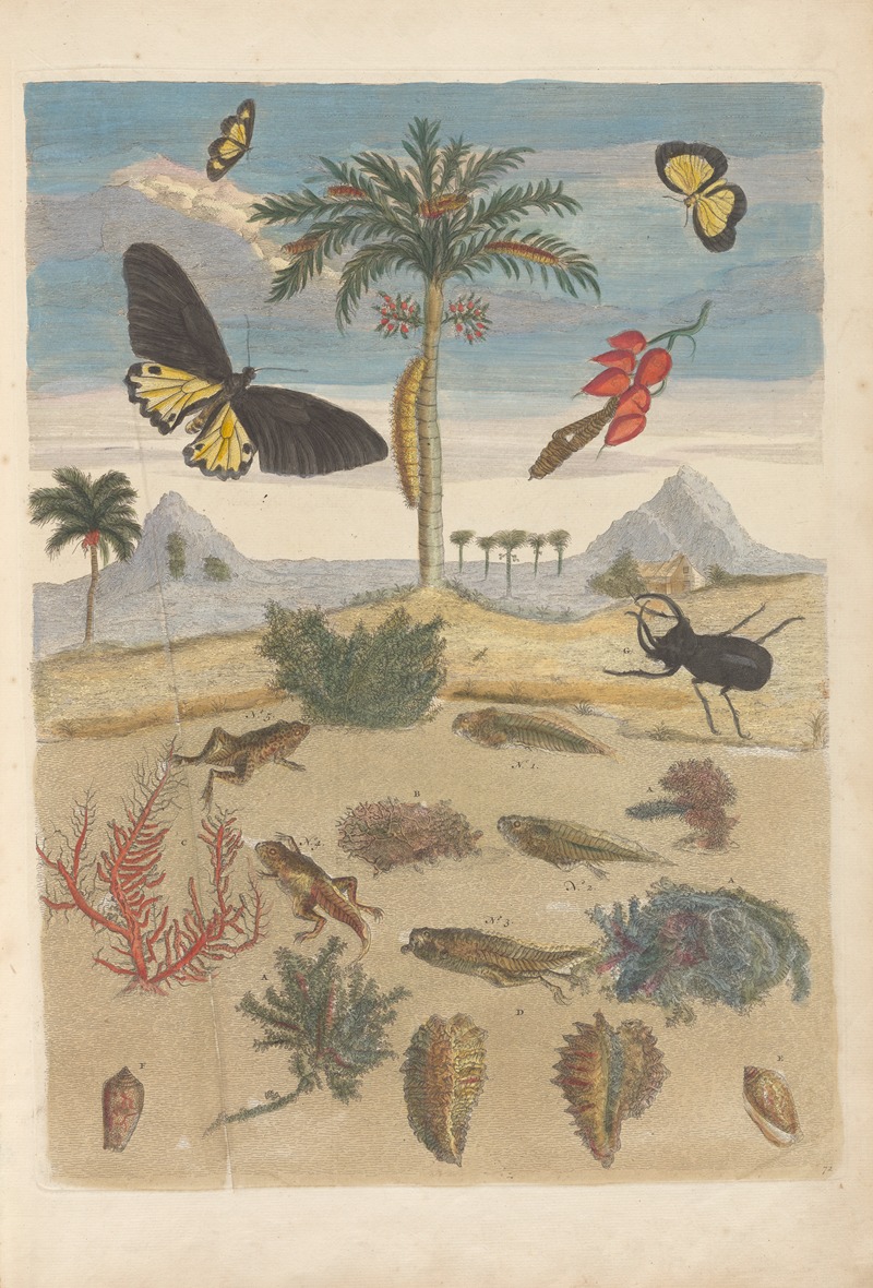 Dissertation sur la generation et les transformations des insectes de Surinam Pl.43 — Maria Sibylla Merian