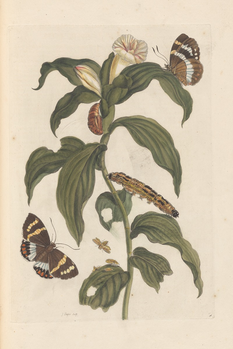 Dissertation sur la generation et les transformations des insectes de Surinam Pl.44 — Maria Sibylla Merian