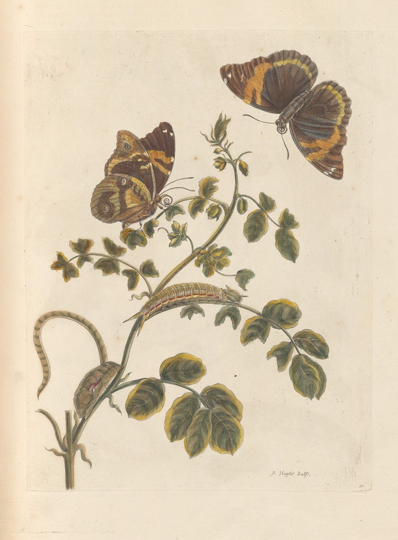 Dissertation sur la generation et les transformations des insectes de Surinam Pl.45 — Мария Сибилла Мериан
