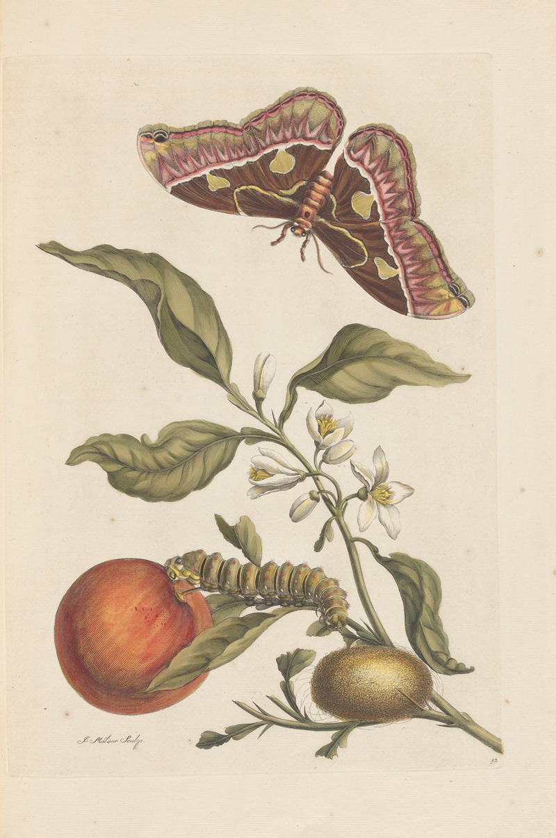Dissertation sur la generation et les transformations des insectes de Surinam Pl.46 — Maria Sibylla Merian