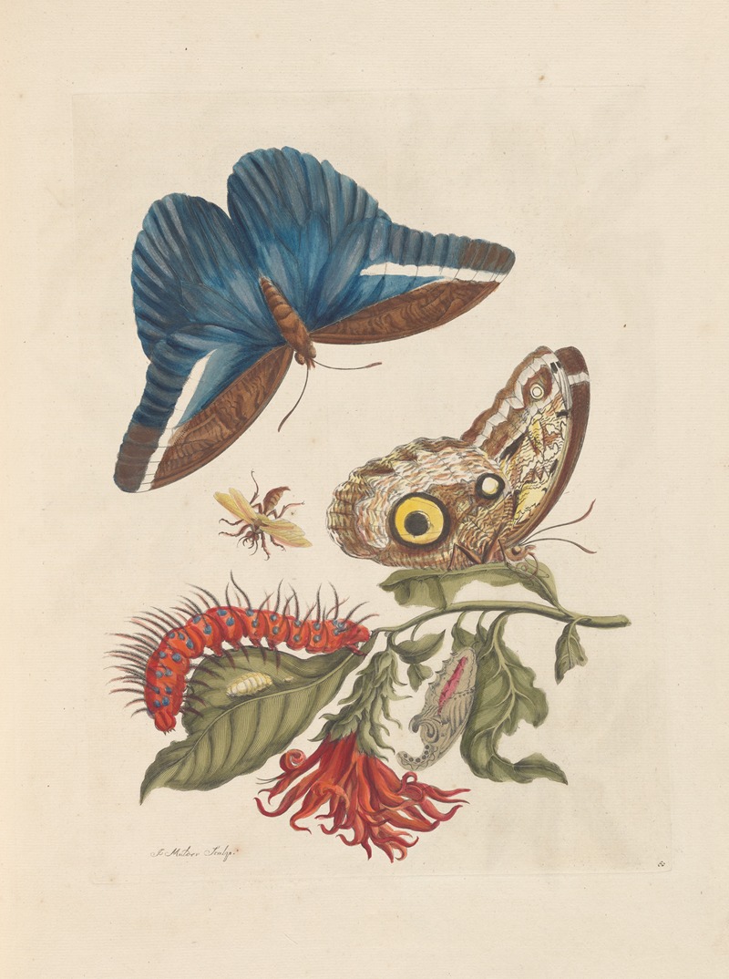Dissertation sur la generation et les transformations des insectes de Surinam Pl.48 — Мария Сибилла Мериан