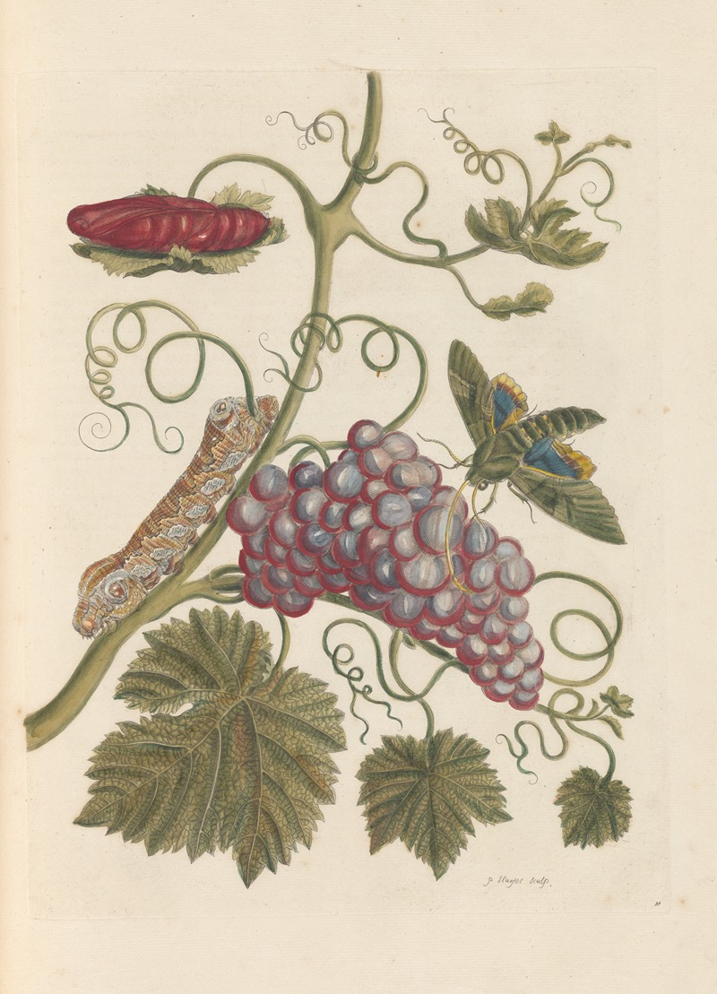 Dissertation sur la generation et les transformations des insectes de Surinam Pl.49 — Maria Sibylla Merian