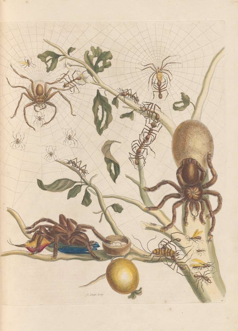 Dissertation sur la generation et les transformations des insectes de Surinam Pl.50 — Maria Sibylla Merian