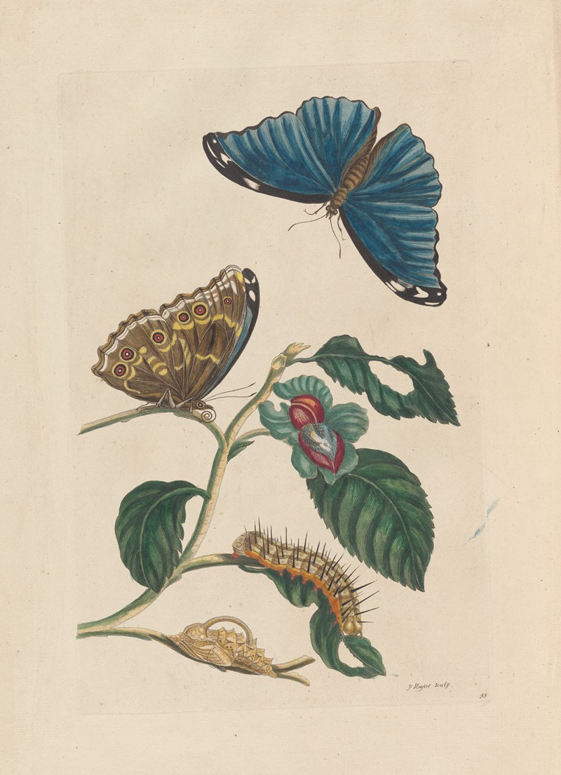 Dissertation sur la generation et les transformations des insectes de Surinam Pl.51 — Maria Sibylla Merian