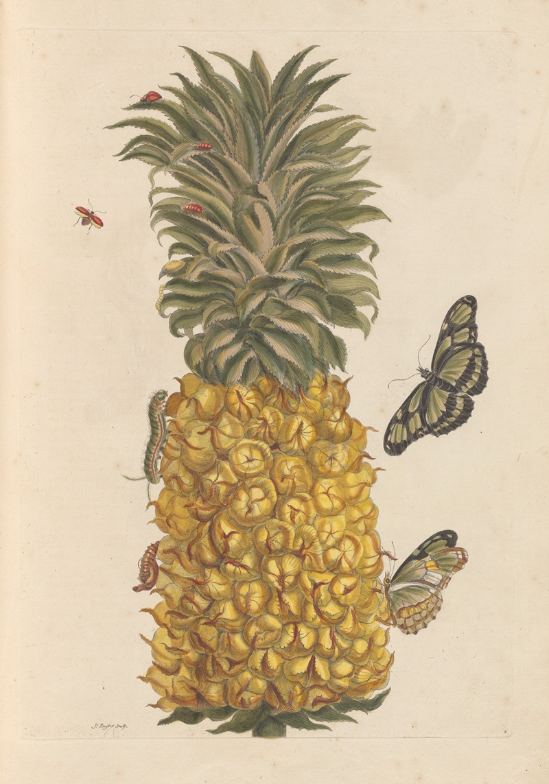 Dissertation sur la generation et les transformations des insectes de Surinam Pl.52 — Мария Сибилла Мериан
