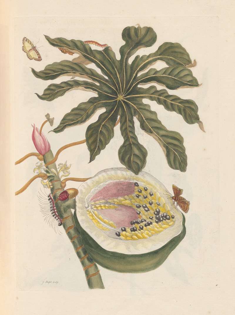 Dissertation sur la generation et les transformations des insectes de Surinam Pl.55 — Maria Sibylla Merian