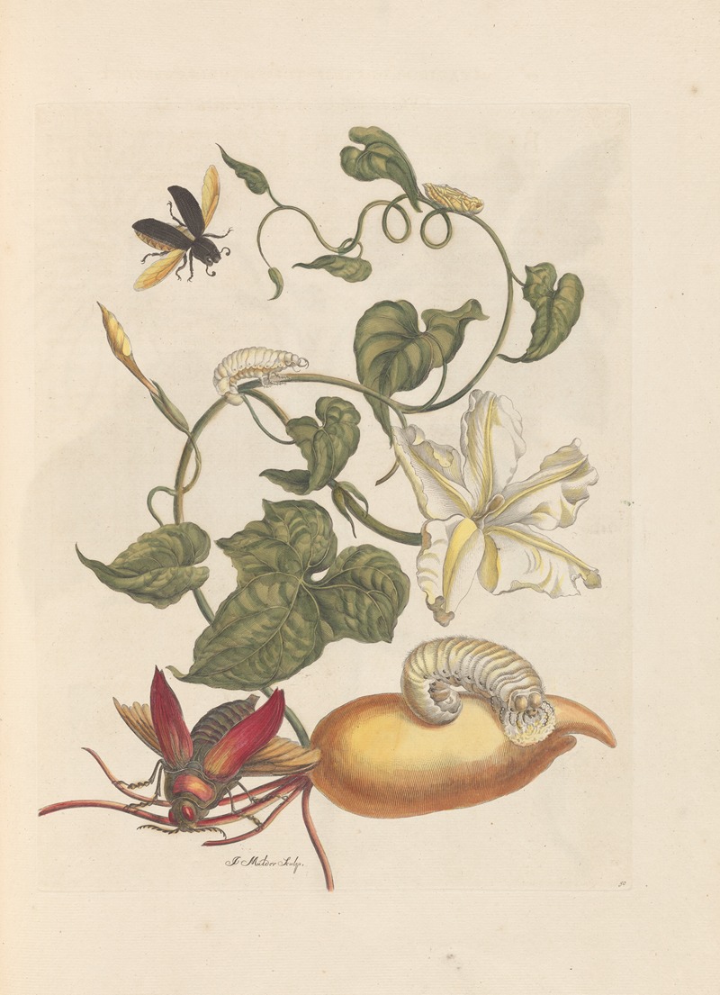 Dissertation sur la generation et les transformations des insectes de Surinam Pl.56 — Maria Sibylla Merian
