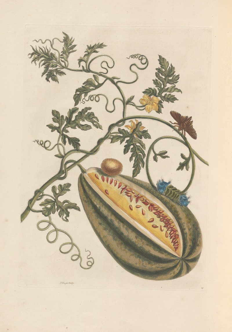 Dissertation sur la generation et les transformations des insectes de Surinam Pl.57 — Maria Sibylla Merian