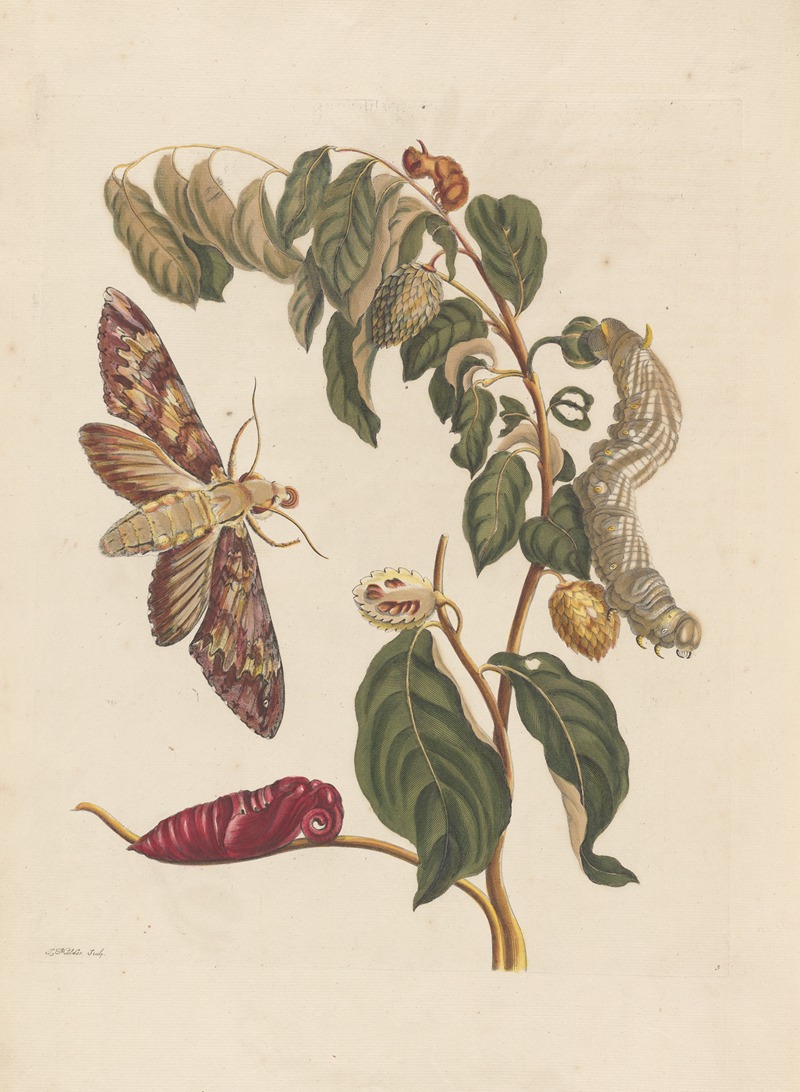 Dissertation sur la generation et les transformations des insectes de Surinam Pl.58 — Maria Sibylla Merian