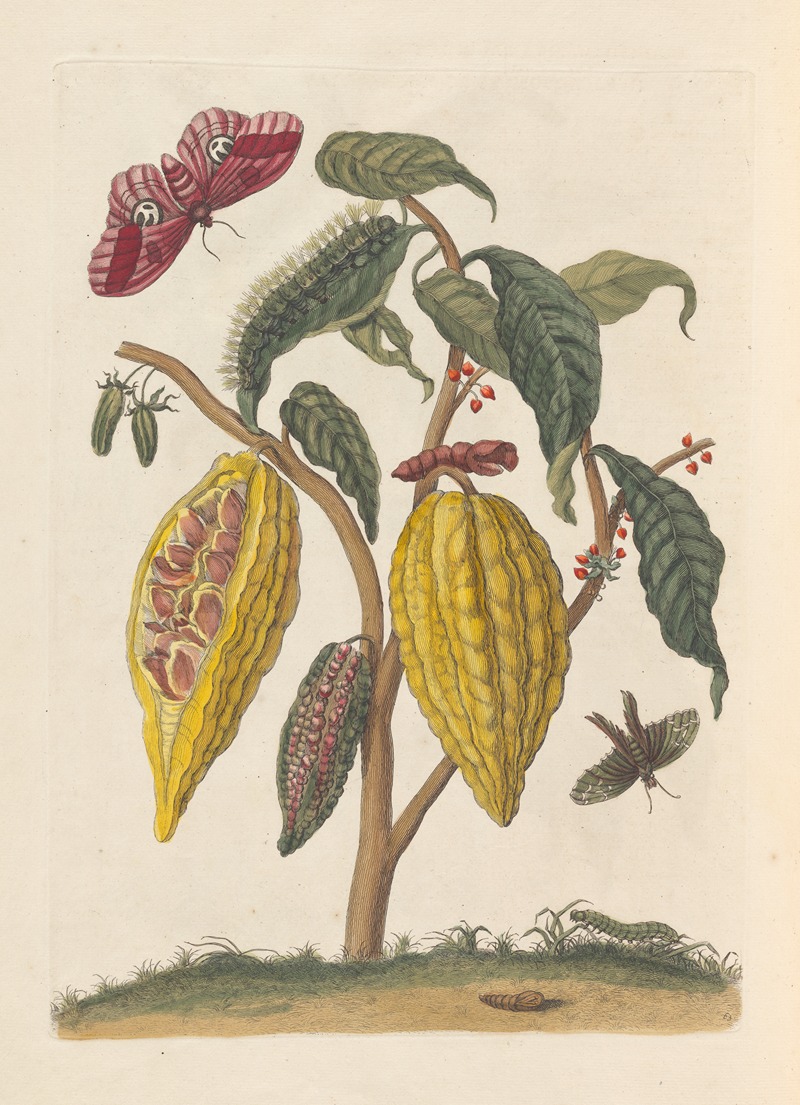 Dissertation sur la generation et les transformations des insectes de Surinam Pl.59 — Maria Sibylla Merian