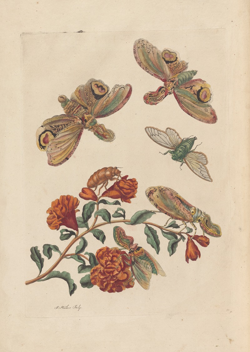 Dissertation sur la generation et les transformations des insectes de Surinam Pl.60 — Maria Sibylla Merian