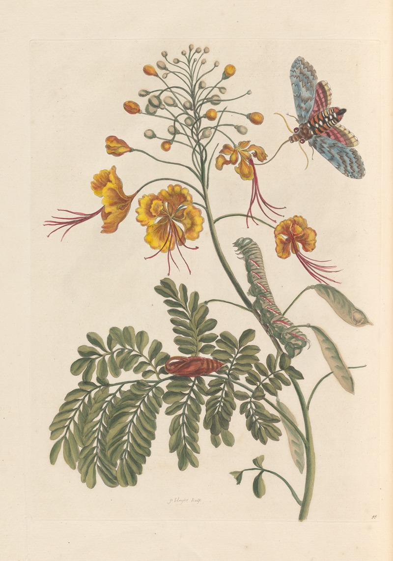 Dissertation sur la generation et les transformations des insectes de Surinam Pl.61 — Maria Sibylla Merian