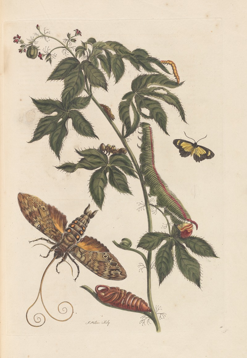 Dissertation sur la generation et les transformations des insectes de Surinam Pl.62 — Maria Sibylla Merian