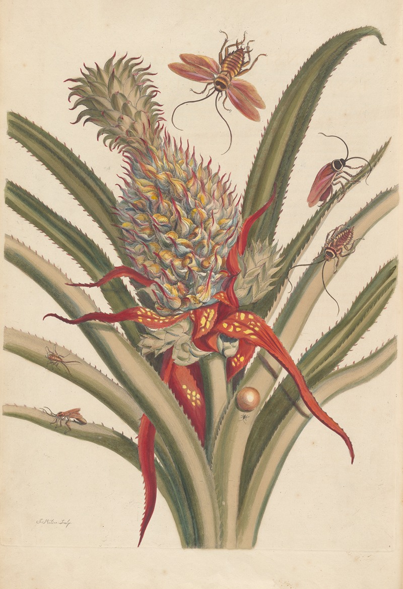 Dissertation sur la generation et les transformations des insectes de Surinam Pl.64 — Maria Sibylla Merian