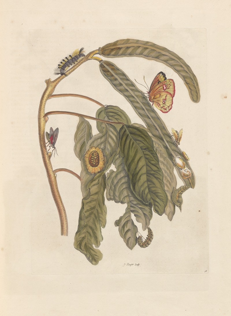 Dissertation sur la generation et les transformations des insectes de Surinam Pl.65 — Maria Sibylla Merian
