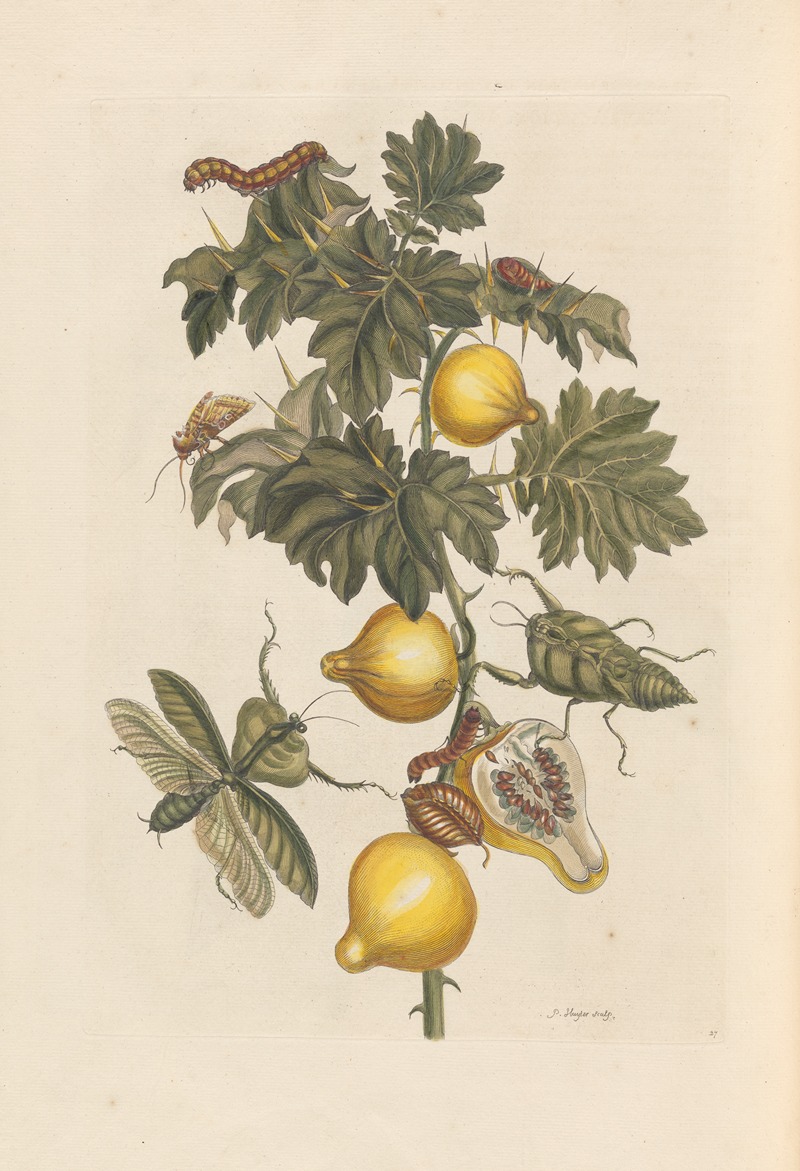 Dissertation sur la generation et les transformations des insectes de Surinam Pl.66 — Maria Sibylla Merian