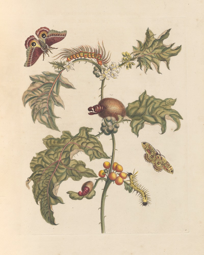 Dissertation sur la generation et les transformations des insectes de Surinam Pl.67 — Мария Сибилла Мериан