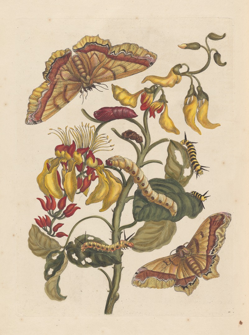 Dissertation sur la generation et les transformations des insectes de Surinam Pl.68 — Maria Sibylla Merian