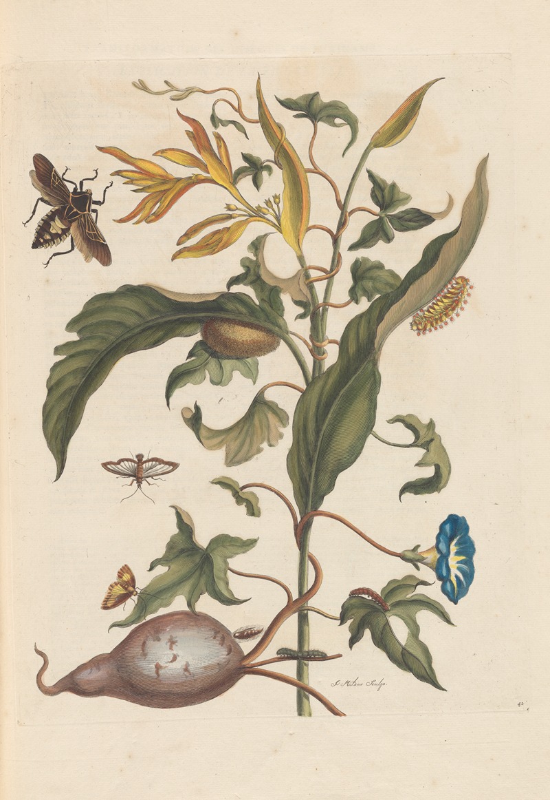 Dissertation sur la generation et les transformations des insectes de Surinam Pl.70 — Maria Sibylla Merian