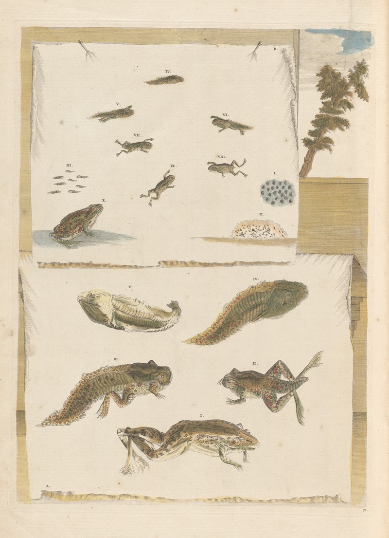 Dissertation sur la generation et les transformations des insectes de Surinam Pl.72 — Maria Sibylla Merian