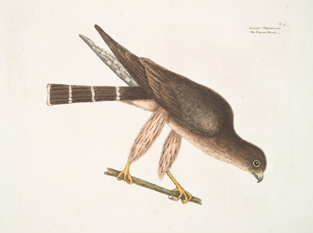 Accipiter Palumbarius, The Pigeon-Hawk. — Марк Кейтсби