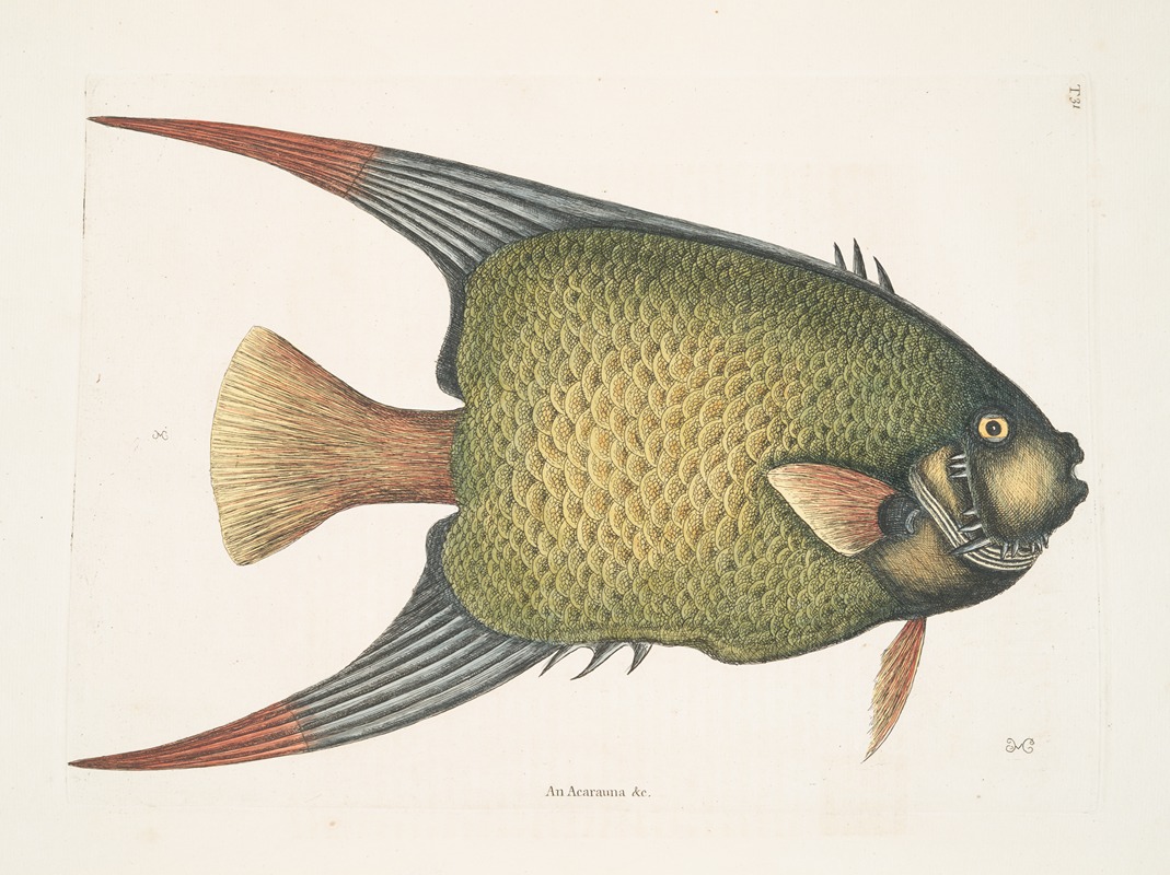 An Acarauna &c., The Angel-Fish. — Марк Кейтсби