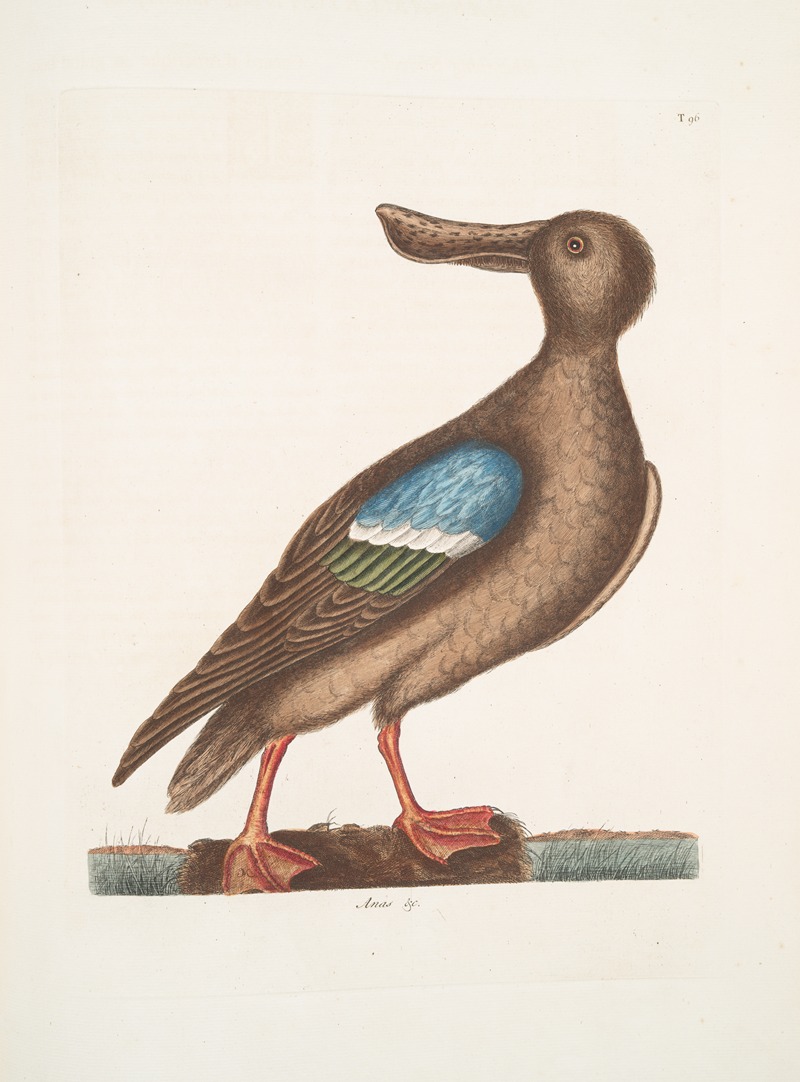 Anas Americanus, The Blue-wing Shoveler. — Mark Catesby