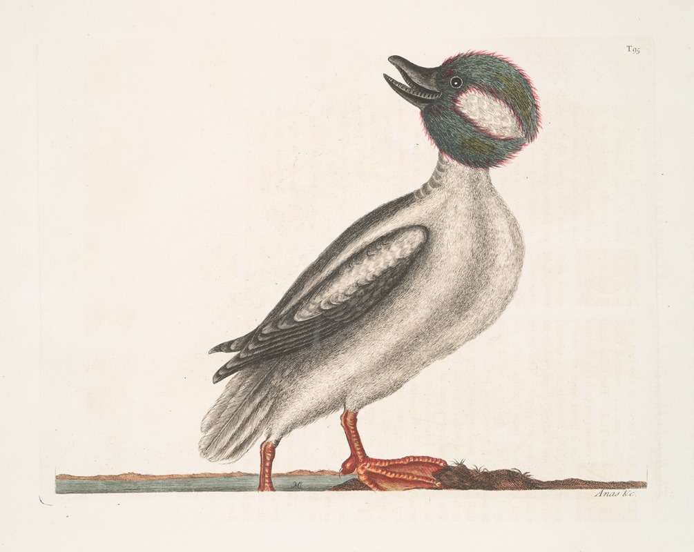 Anas minor, The Buffel's Head Duck. by Mark Catesby, 1754 — digital art print download