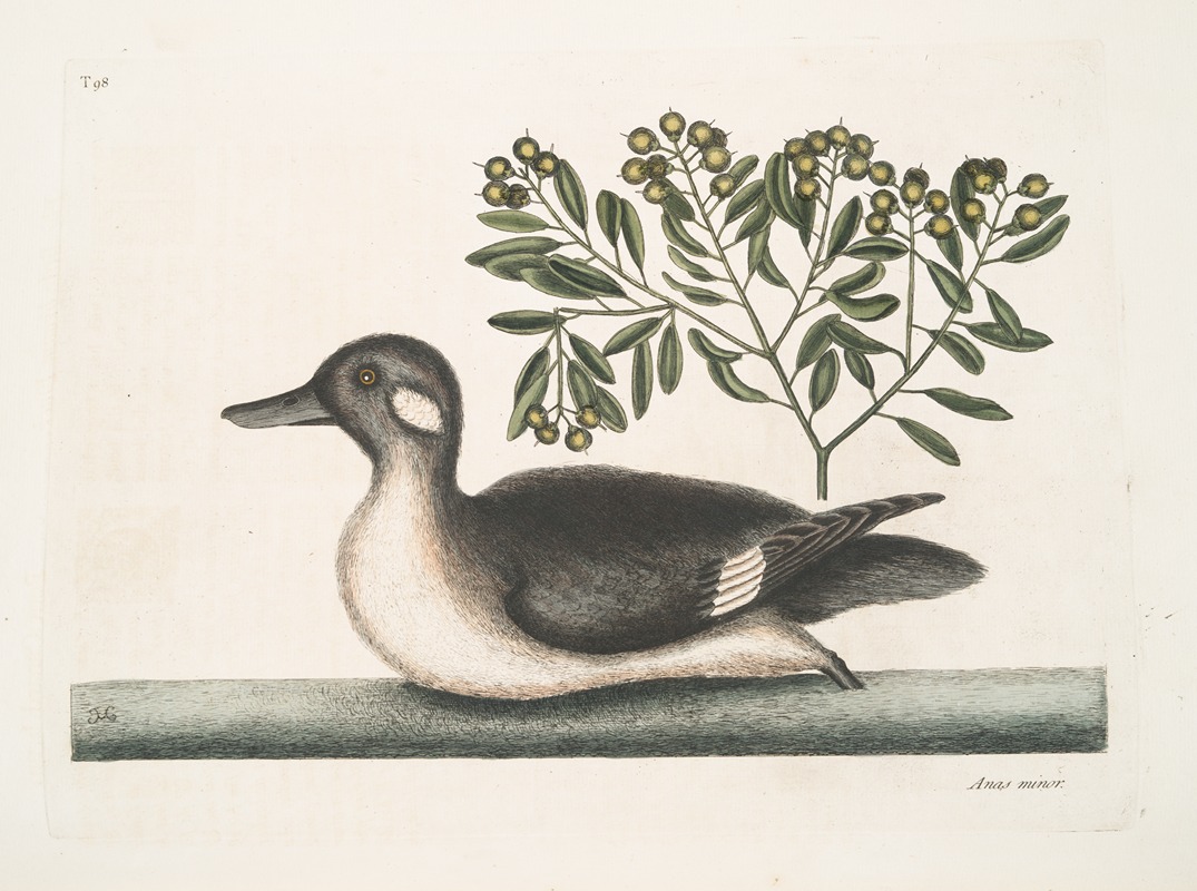 Anas minor, The little brown Duck. — Mark Catesby