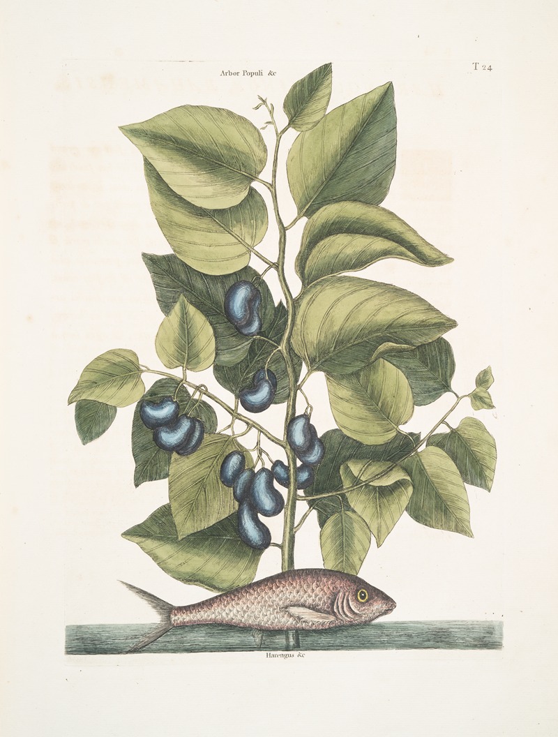 Arbor Populi &c.; Harengus &c., The Pilchard. by Mark Catesby, 1754 — digital art print download