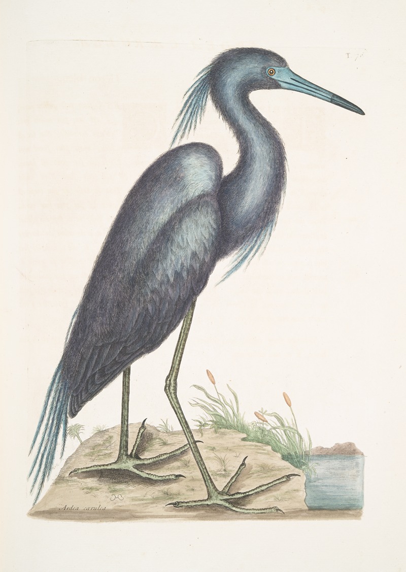Ardea Cærulea, The blue Heron. by Mark Catesby, 1754 — digital art print download