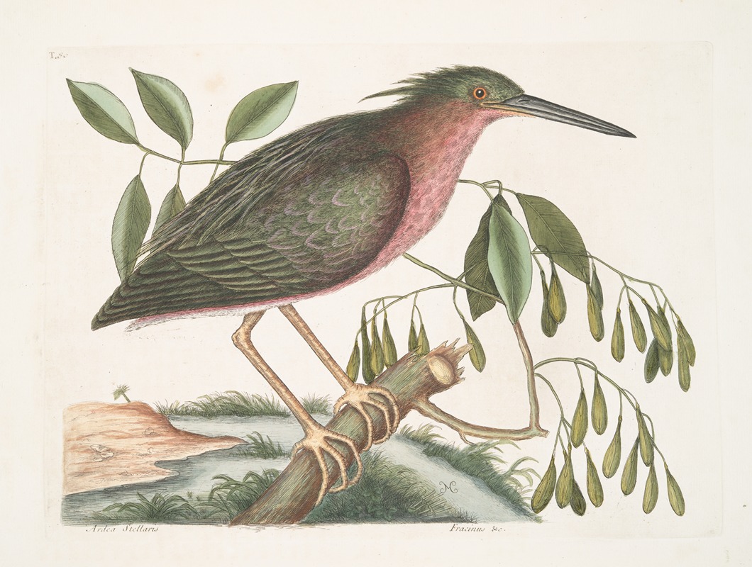 Ardea Stellaris minima, The small Bittern; Fracinus &c. by Mark Catesby, 1754 — digital art print download
