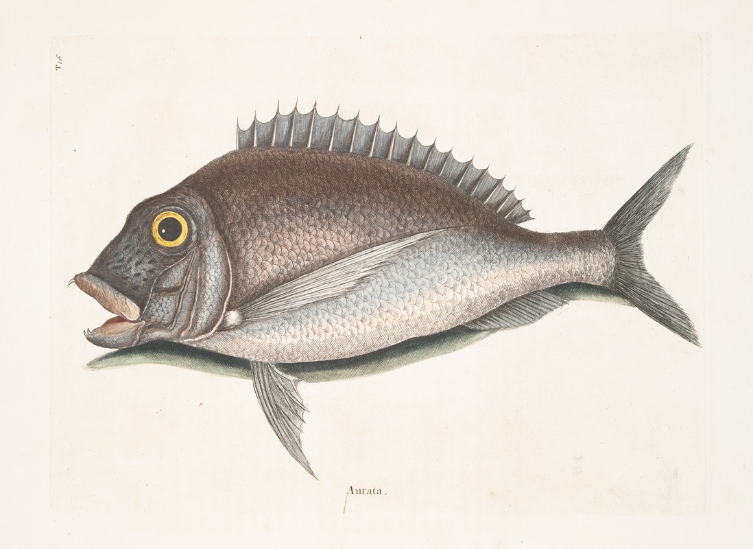 Aurata, The Porgy. — Mark Catesby