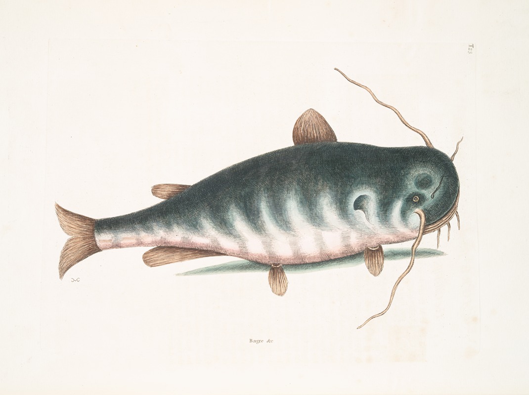 Bagre &c., The Cat-Fish. by Mark Catesby, 1754 — digital art print download